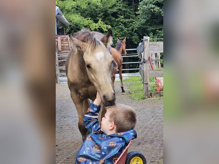 Quarter Pony Merrie 1 Jaar 145 cm Buckskin in Siegen