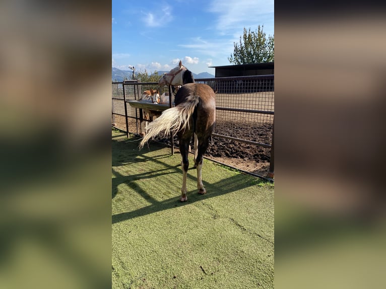 Quarter Pony Merrie 1 Jaar 145 cm Schimmel in Cava de tirreni
