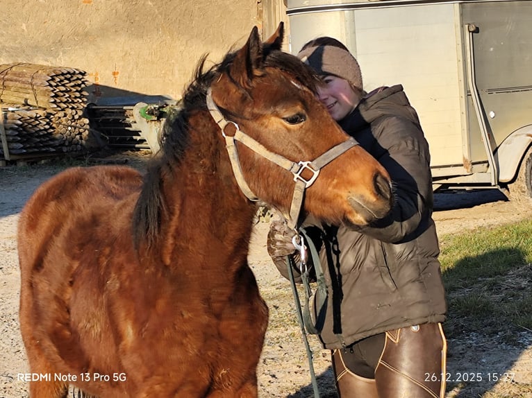 Quarter Pony Mix Merrie 1 Jaar 148 cm Bruin in Buchen (Odenwald)