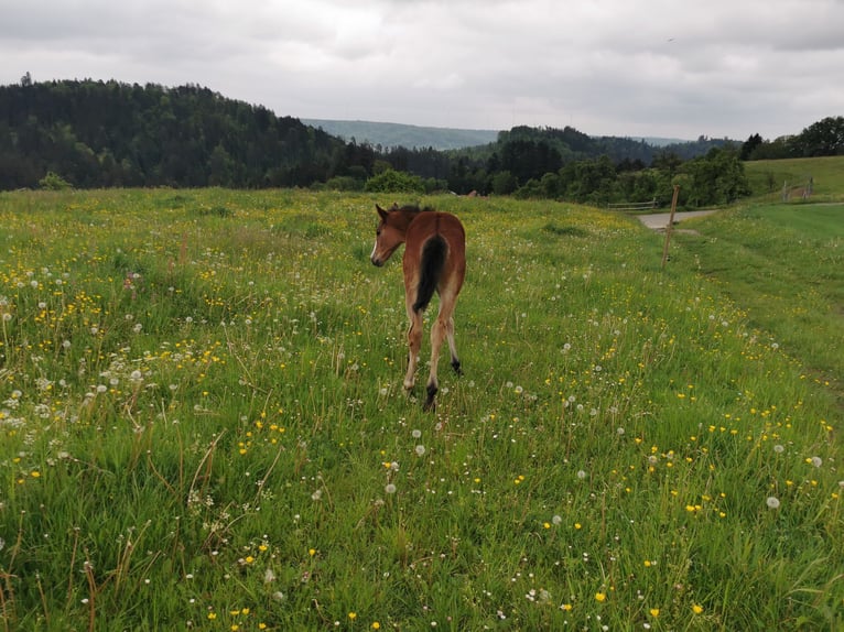 Quarter Pony Merrie 1 Jaar 150 cm Bruin in Fichtenberg