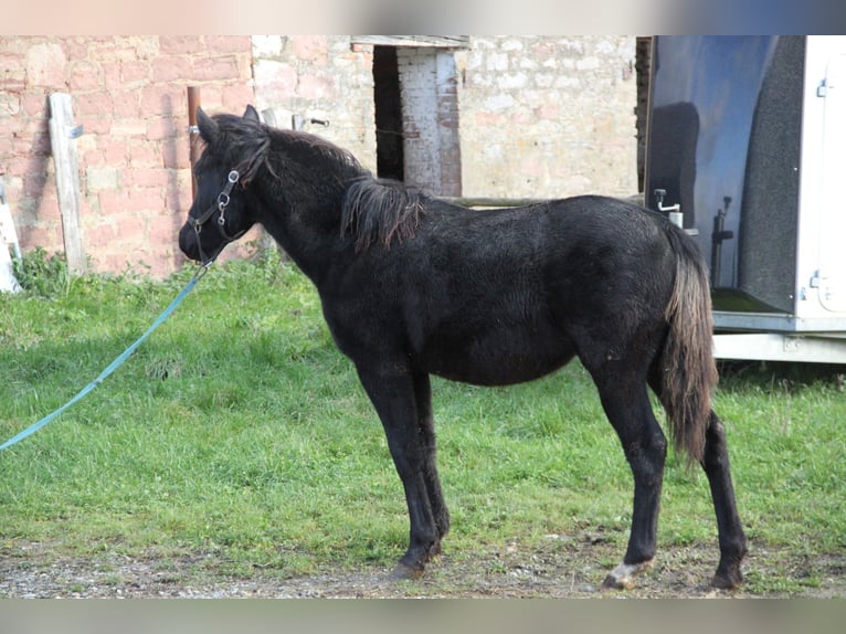 Quarter Pony Mix Merrie 1 Jaar 150 cm Zwart in Buchen (Odenwald)