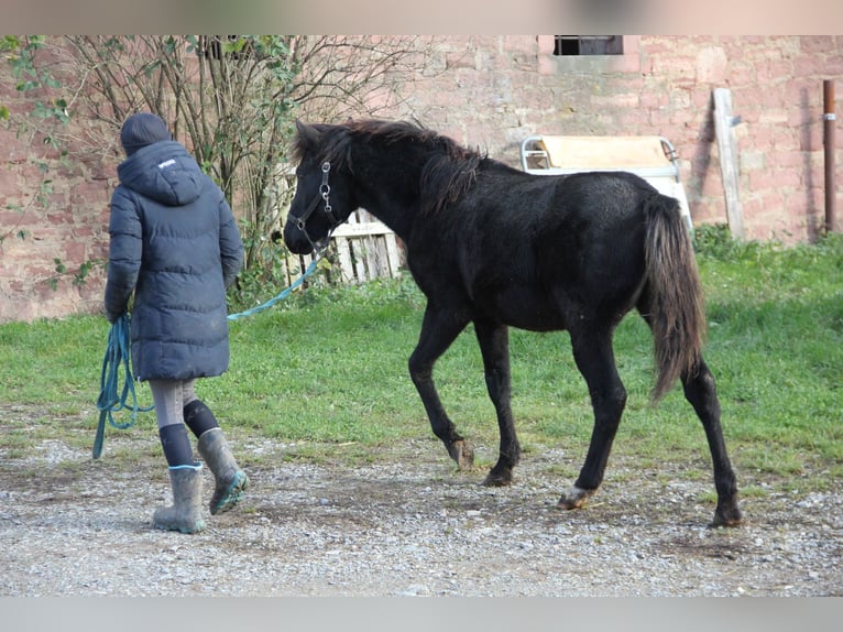 Quarter Pony Mix Merrie 1 Jaar 150 cm Zwart in Buchen (Odenwald)