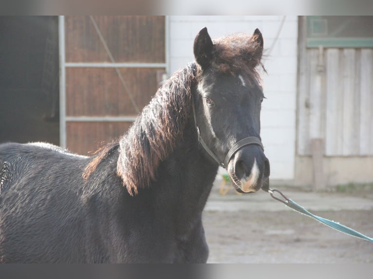 Quarter Pony Mix Merrie 1 Jaar 150 cm Zwart in Buchen (Odenwald)