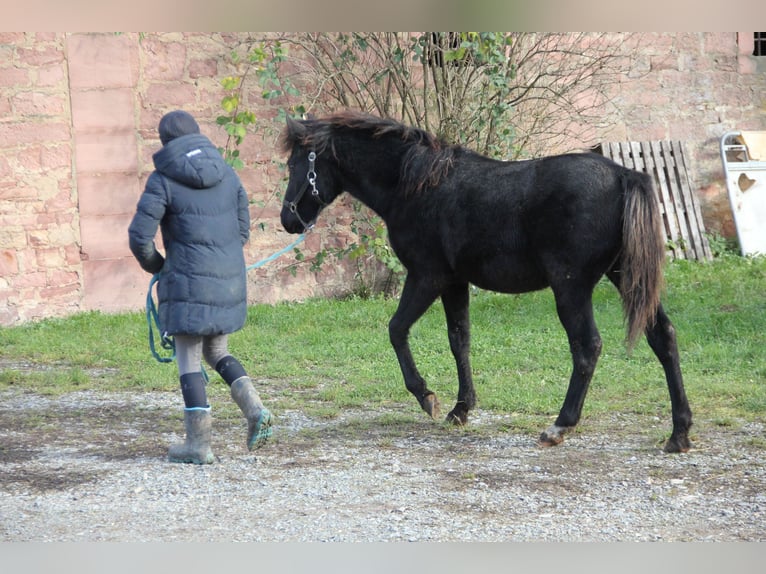 Quarter Pony Mix Merrie 1 Jaar 150 cm Zwart in Buchen (Odenwald)