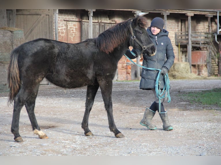 Quarter Pony Mix Merrie 1 Jaar 150 cm Zwart in Buchen (Odenwald)