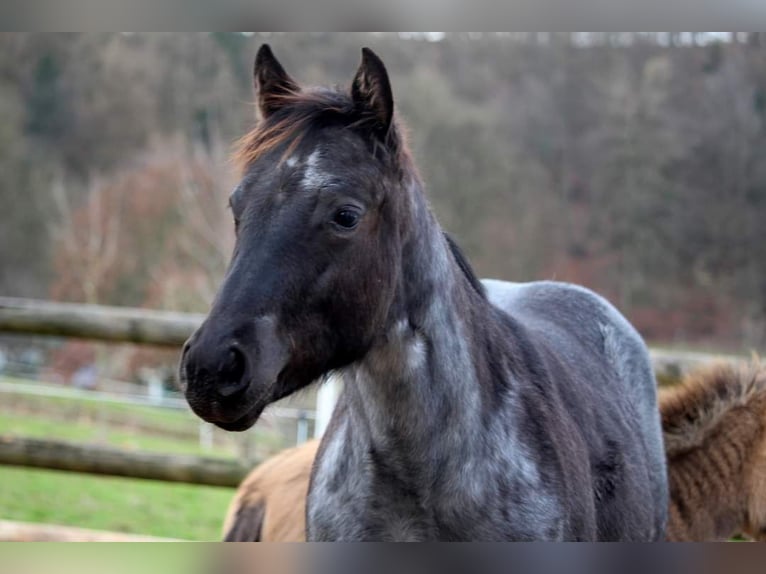 Quarter Pony Merrie 1 Jaar 157 cm Roan-Blue in Vlotho
