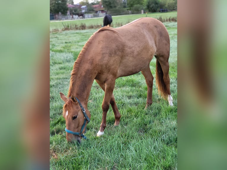 Quarter Pony Merrie 2 Jaar 140 cm Red Dun in Pyrbaum
