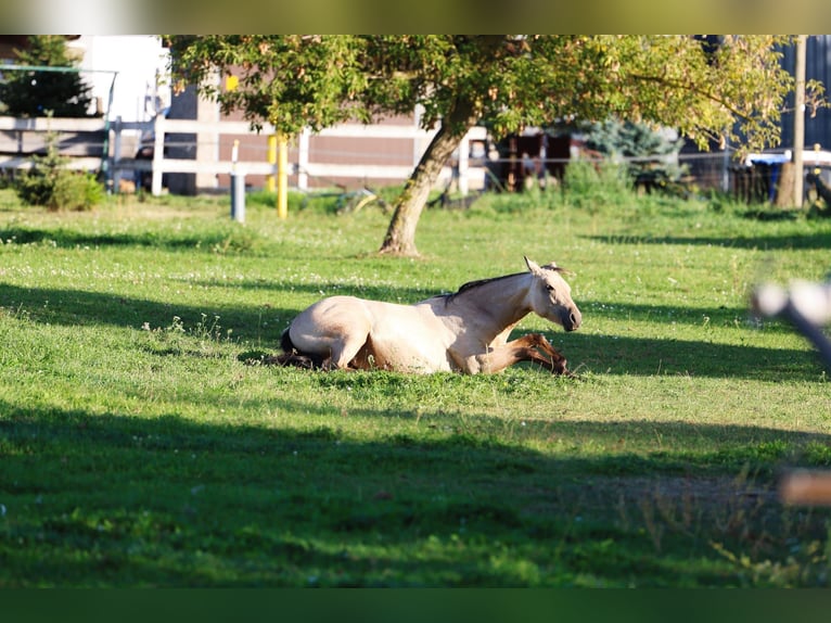 Quarter Pony Merrie 2 Jaar 141 cm Buckskin in Allstedt