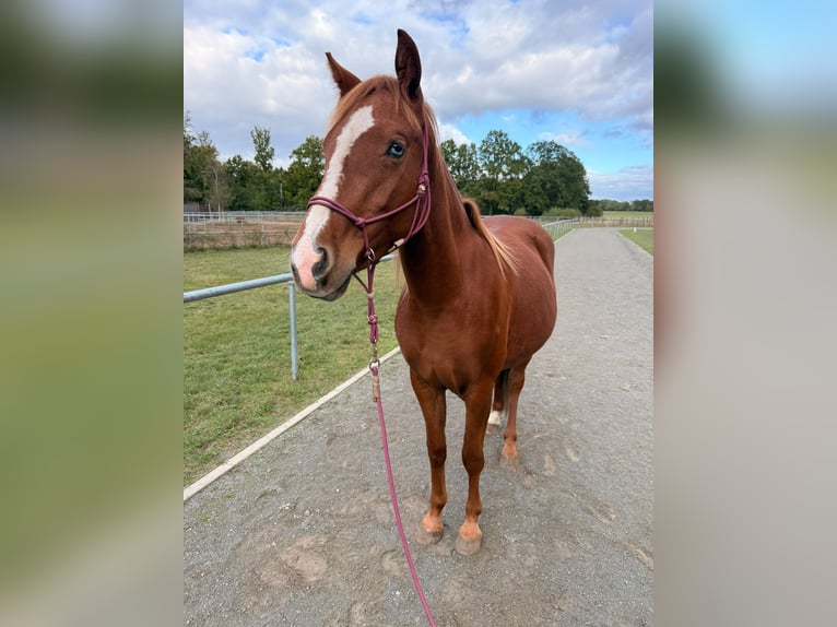 Quarter Pony Mix Merrie 2 Jaar 145 cm Vos in Pritzwalk