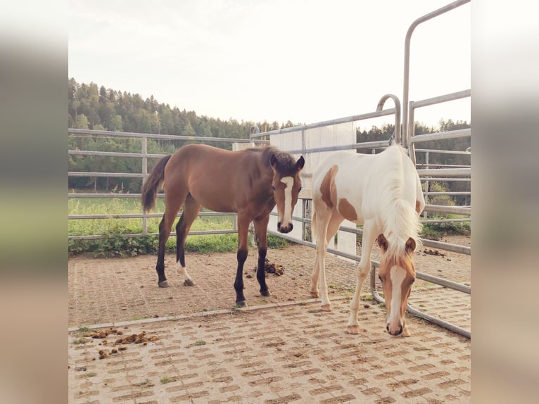 Quarter Pony Merrie 2 Jaar 150 cm Bruin in Fichtenberg