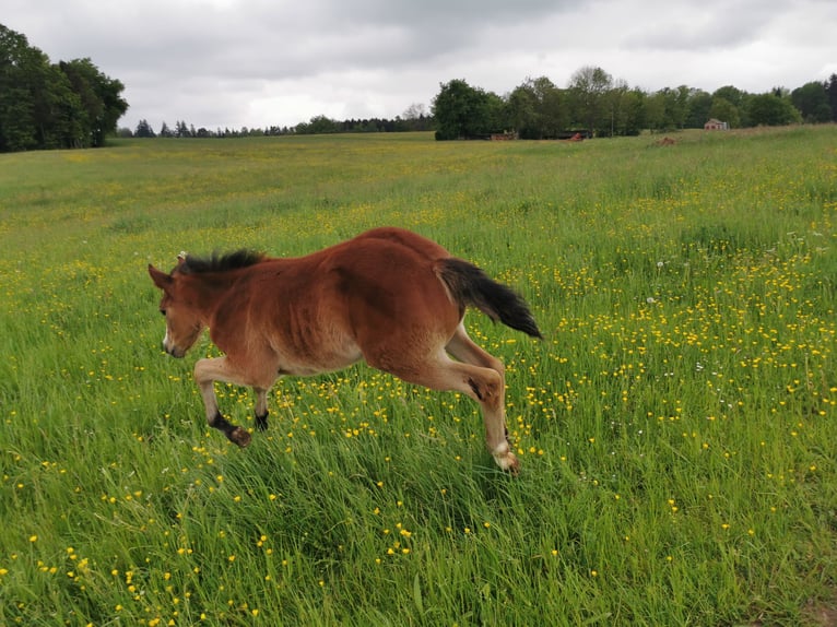 Quarter Pony Merrie 2 Jaar 150 cm Bruin in Fichtenberg