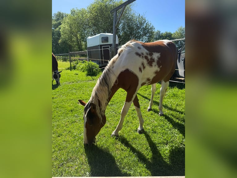 Quarter Pony Merrie 2 Jaar 153 cm Gevlekt-paard in Ilmtal