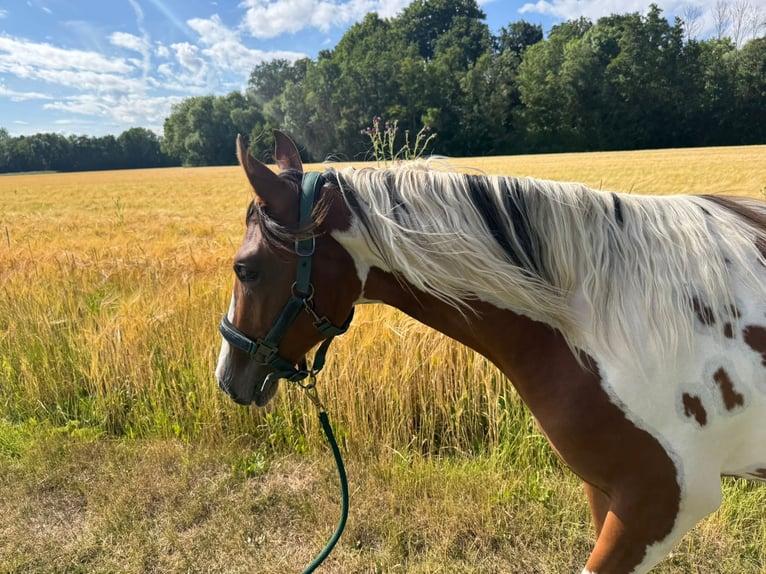 Quarter Pony Merrie 2 Jaar 153 cm Gevlekt-paard in Ilmtal