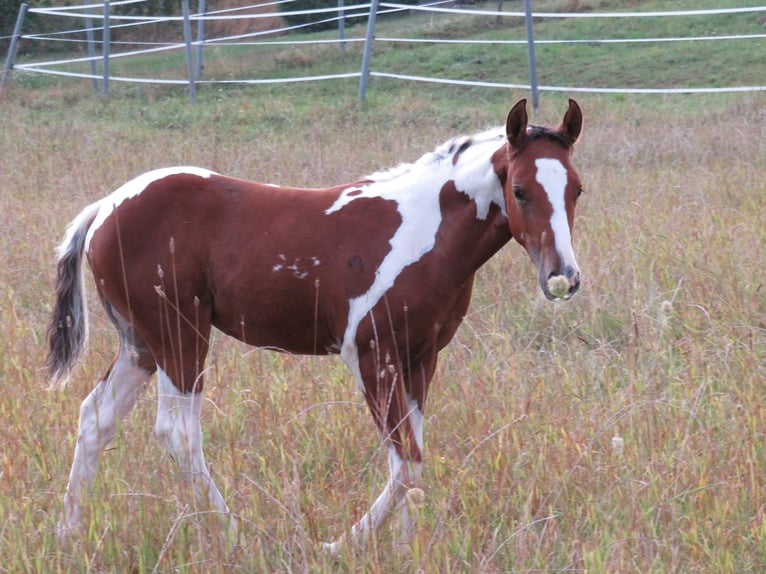 Quarter Pony Merrie 2 Jaar 153 cm Gevlekt-paard in Ilmtal