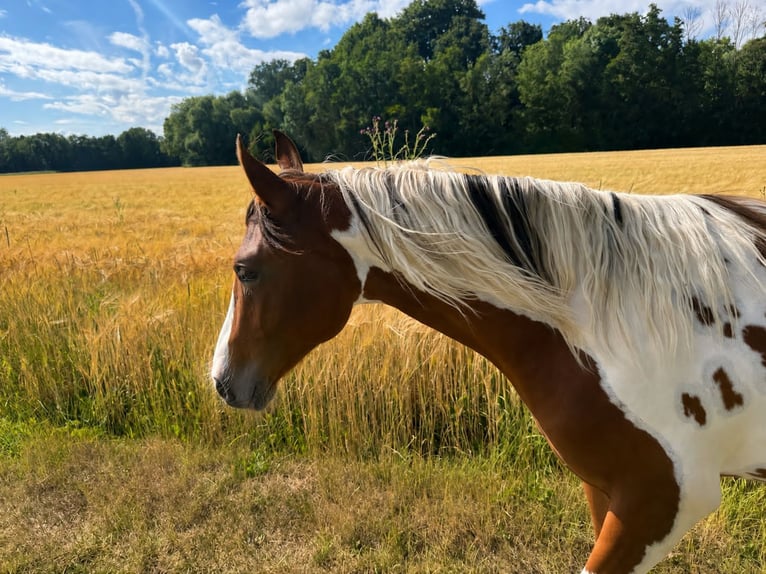 Quarter Pony Merrie 2 Jaar 153 cm Gevlekt-paard in Ilmtal