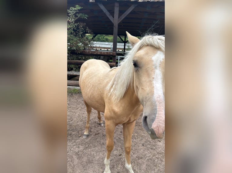 Quarter Pony Mix Merrie 2 Jaar 155 cm Palomino in Kleinschmalkalden