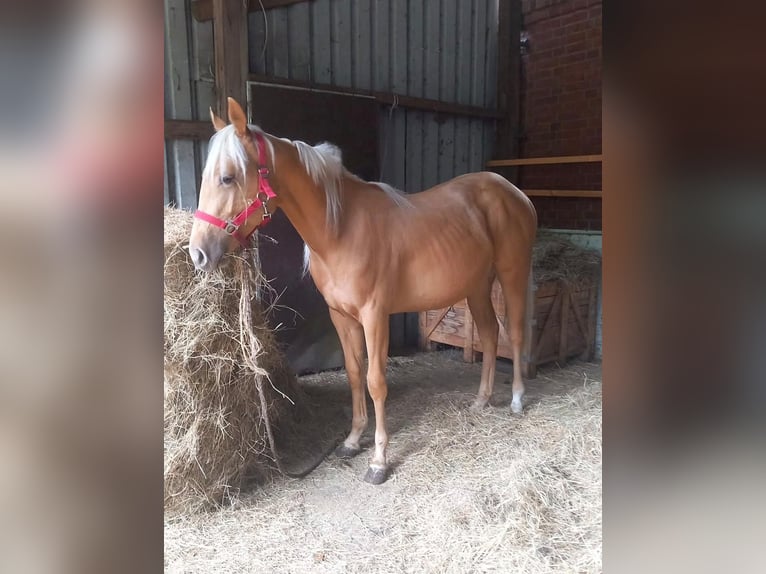 Quarter Pony Merrie 2 Jaar 155 cm Palomino in Sögel
