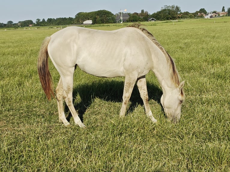 Quarter Pony Mix Merrie 2 Jaar 160 cm Champagne in Tzummarum