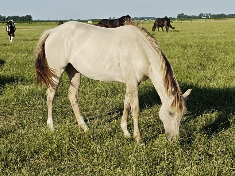 Quarter Pony Mix Merrie 2 Jaar 160 cm Champagne in Tzummarum