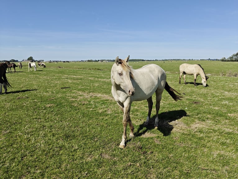Quarter Pony Mix Merrie 2 Jaar 160 cm Champagne in Tzummarum