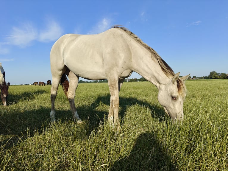 Quarter Pony Mix Merrie 2 Jaar 160 cm Champagne in Tzummarum