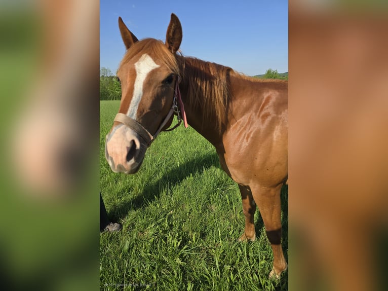 Quarter Pony Merrie 2 Jaar in Waldbröl