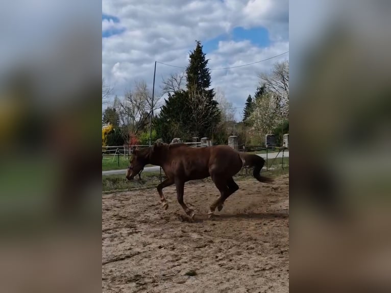 Quarter Pony Merrie 3 Jaar 150 cm Vos in Lage