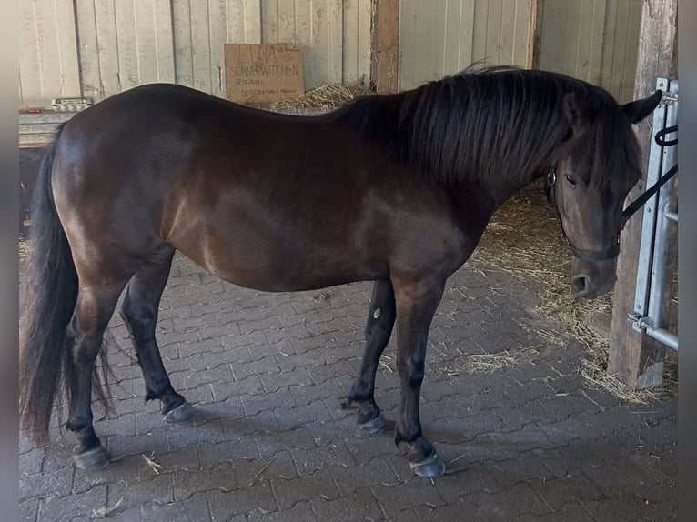 Quarter Pony Mix Merrie 3 Jaar Zwart in Verl