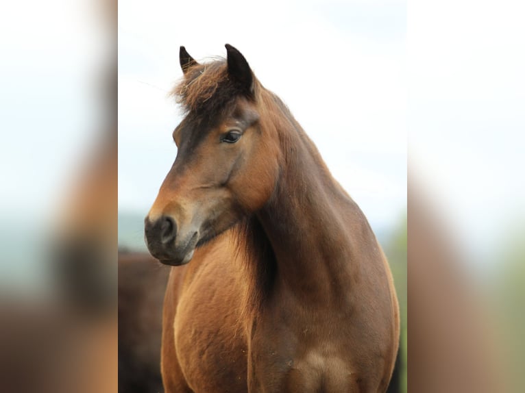 Quarter Pony Merrie 4 Jaar 125 cm Bruin in Waldshut-Tiengen