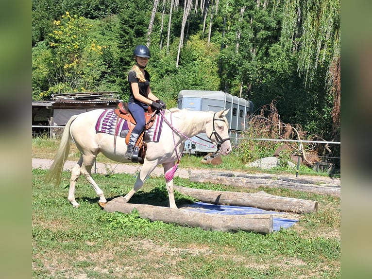 Quarter Pony Merrie 4 Jaar 140 cm Champagne in Bayerbach