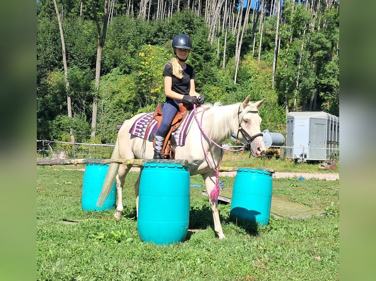 Quarter Pony Merrie 4 Jaar 140 cm Champagne in Bayerbach
