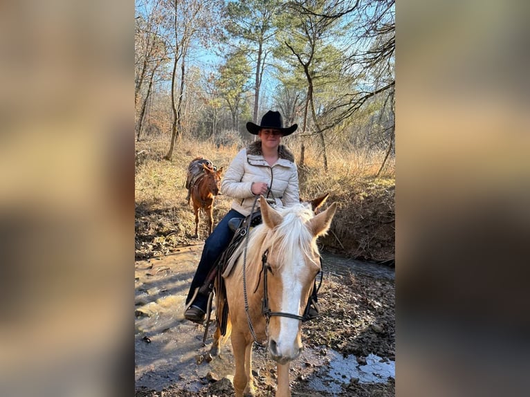 Quarter Pony Merrie 4 Jaar 142 cm Palomino in Antlers