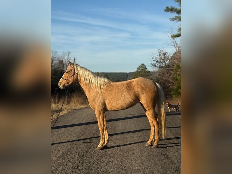 Quarter Pony Merrie 4 Jaar 142 cm Palomino in Antlers