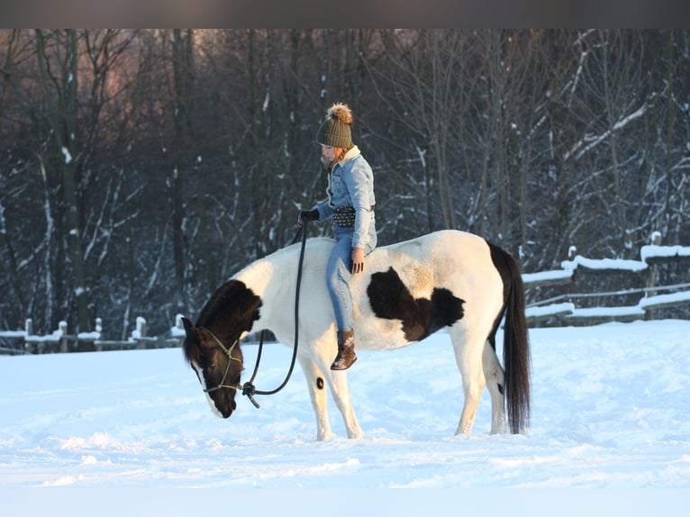 Quarter Pony Mix Merrie 4 Jaar 145 cm Gevlekt-paard in Kunów