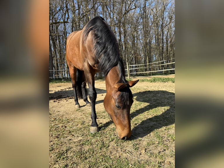Quarter Pony Merrie 4 Jaar 145 cm Roodbruin in Illerich
