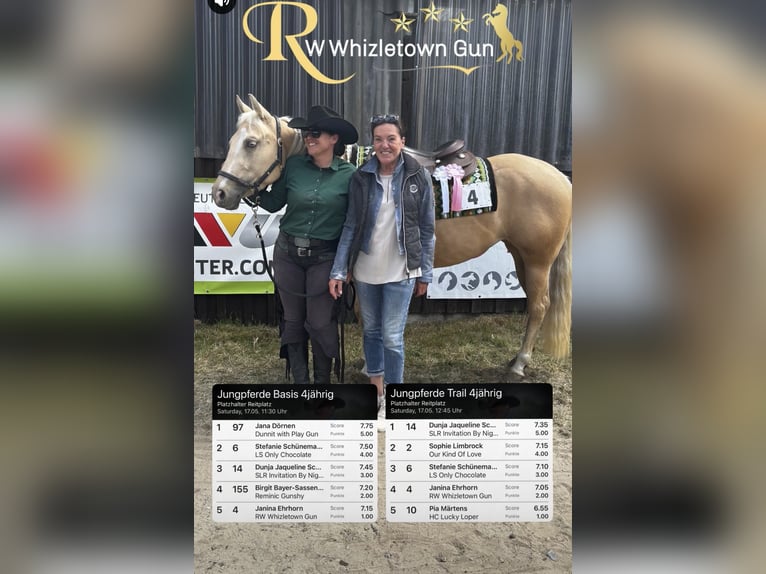 Quarter Pony Merrie 4 Jaar 148 cm Palomino in Bad Laer