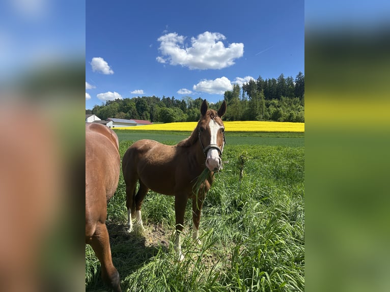 Quarter Pony Merrie 4 Jaar 148 cm Vos in Hohenthann