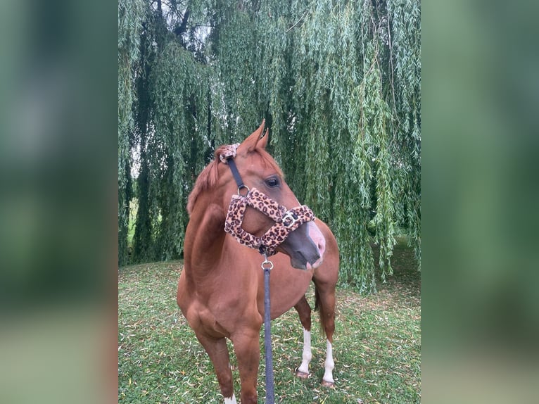 Quarter Pony Merrie 4 Jaar 148 cm Vos in Hohenthann