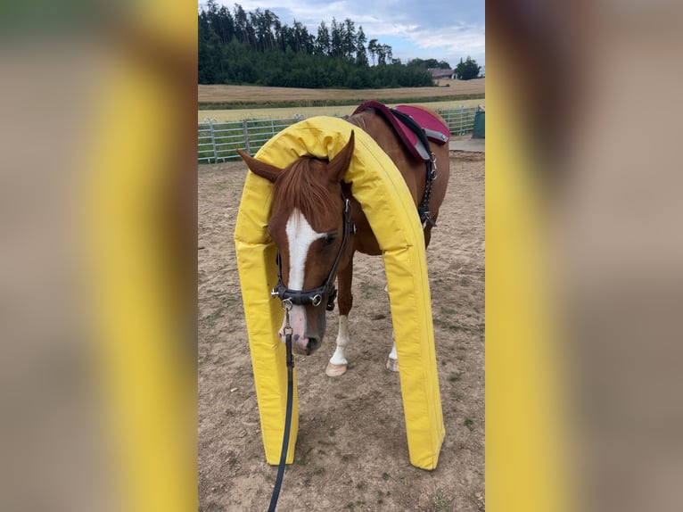 Quarter Pony Merrie 4 Jaar 148 cm Vos in Hohenthann