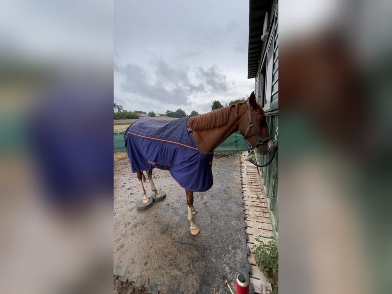 Quarter Pony Merrie 4 Jaar 148 cm Vos in Hohenthann