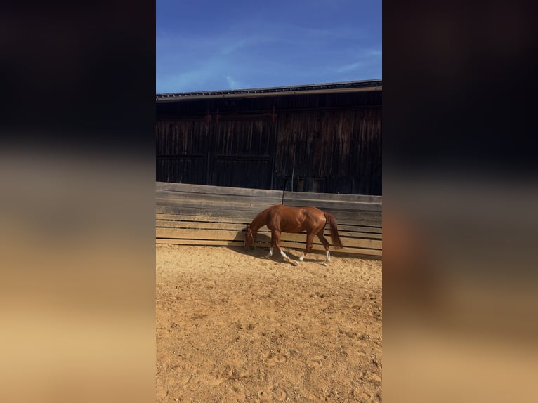 Quarter Pony Merrie 4 Jaar 148 cm Vos in Hohenthann