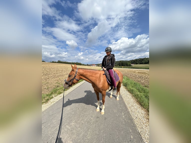 Quarter Pony Merrie 4 Jaar 148 cm Vos in Hohenthann