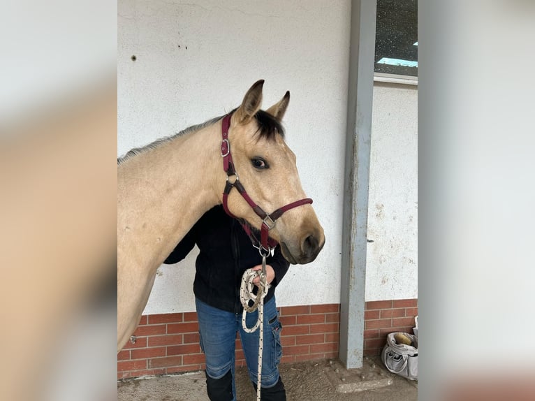 Quarter Pony Merrie 4 Jaar 152 cm Buckskin in Braunsbedra