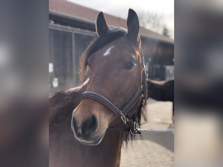 Quarter Pony Merrie 4 Jaar 155 cm Bruin in Mainbernheim