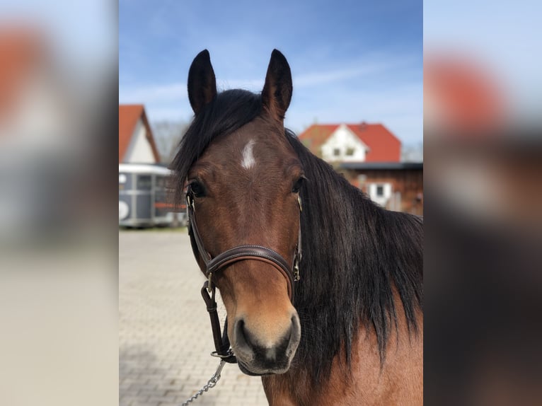 Quarter Pony Merrie 4 Jaar 155 cm Bruin in Mainbernheim