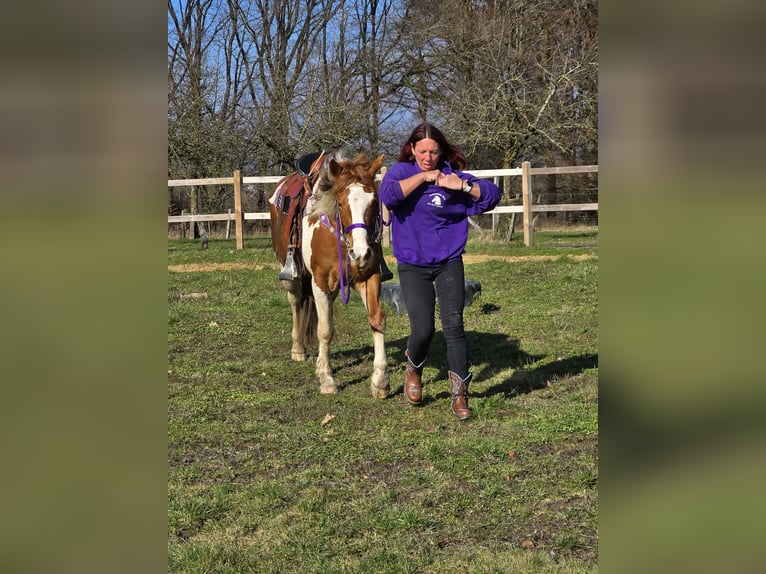 Quarter Pony Merrie 4 Jaar Gevlekt-paard in Linkenbach