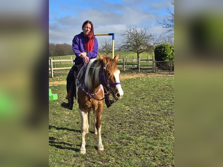 Quarter Pony Merrie 4 Jaar Gevlekt-paard in Linkenbach