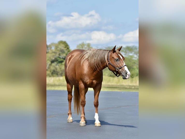 Quarter Pony Merrie 5 Jaar 137 cm Roodvos in Cabool