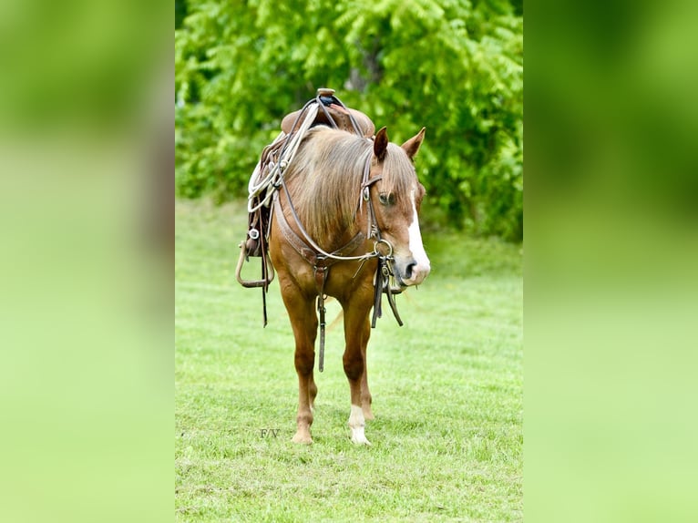 Quarter Pony Merrie 5 Jaar 137 cm Roodvos in Cabool