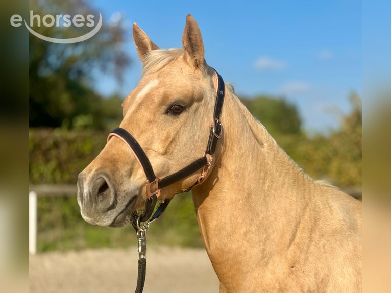 Quarter Pony Mix Merrie 5 Jaar 145 cm Palomino in Neustadt (Wied)